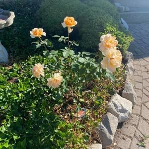 Meet your Posher, Leah